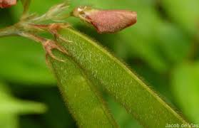Image result for Tephrosia elata