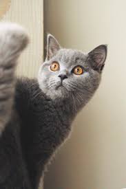 Beautiful British Shorthair Ari