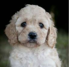 Black And White Cocker Spaniel Poodle Mix Gorgeous Spoodle Cocker Spaniel Poodle Cross Cocker Spaniel Poodle Puppies Dogs And Puppies
