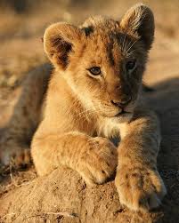 Le Plus Beau Des Bebes Lions Cubs Lion Lionking Bebe Lions Le Roi Lion Lionceau