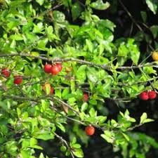 Image result for Galpinia transvaalica