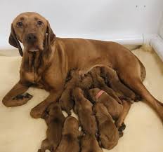 Below is a sample search of our vizsla breeders with puppies for sale. Vizsla Puppies For Sale Big Creek Pet Lodge