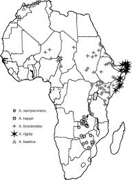 Image result for Aristolochia heppii