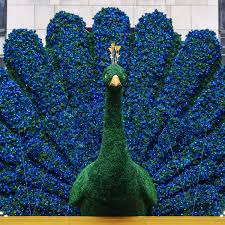 Their length (including tail) can reach 5 feet. Why Peacock Faces An Uphill Battle