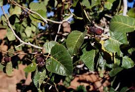 Image result for Ficus sycomorus