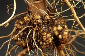 Image result for Rhizobium radiobacter, syn. Agrobacterium tumefaciens