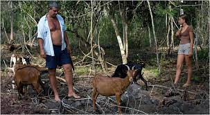 Could you kill your own food? War In The Pacific It S Hell Especially If You Re A Goat The New York Times