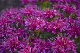Pardon My Purple Bee Balm Monarda Didyma Bee Balm Flower Garden Plans Purple Plants