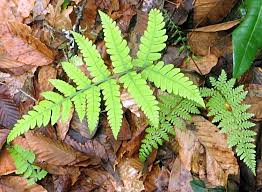 Image result for Deparia