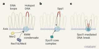 Image result for Meiosperma