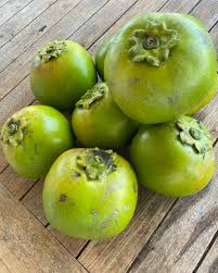 Image result for Diospyros squarrosa