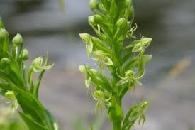 Image result for Habenaria arenaria