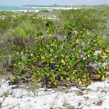 Image result for Scaevola plumieri