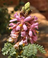 Image result for Caesalpinia rostrata