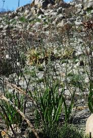 Image result for Trachyandra saltii