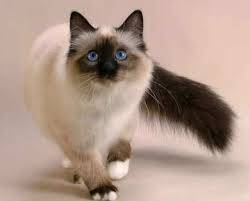 Arsip kucing himalaya siam jakarta timur hewan peliharaan. Kucing Siam Siamese Cat Jenis Ciri Cara Merawat Dan Harganya