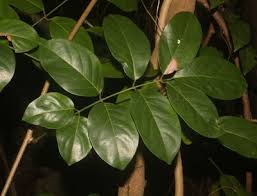 Image result for Xeroderris stuhlmannii