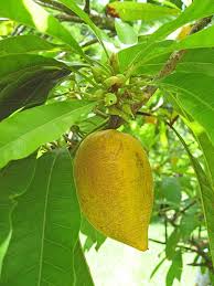 Image result for Pouteria altissima