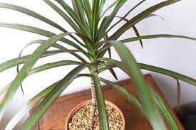 Dracaena Plant Dragon Tree A Perfect Houseplant For Beginners Dracaena Plant Plant Care Houseplant Corn Plant
