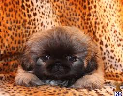 Black And White Pekingese Puppies For Sale Pekingese In North Texas 377577 Pekingese Puppies Puppies Pekingese