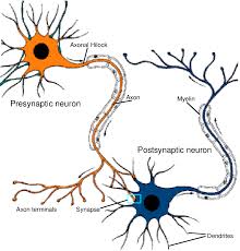 Image result for Neuron