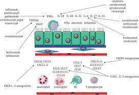 Image Result For Immune Cells Membrane Receptors And Cytokines Cell Membrane Membrane Lymphatic
