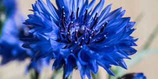 Check spelling or type a new query. July Flower 10 Summer Flowers Uk That Bloom In July