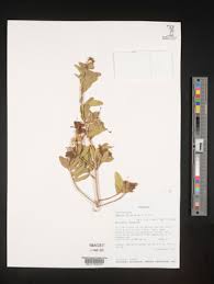 Image result for Maerua cafra