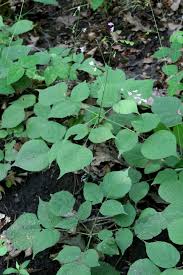 Image result for Hylodesmum repandum