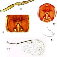 Image result for Microchloa indica