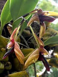 Image result for Bulbophyllum fuscum