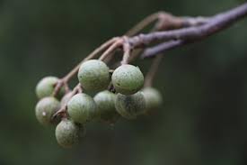 Image result for Commiphora mossambicensis