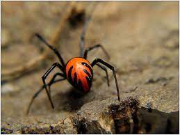 The black widow spider is shy and nocturnal, usually staying hidden in its web, hanging with its belly upward. Hellfire Widow Latrodectus Exlaos