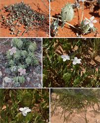 Image result for Crabbea kaessneri