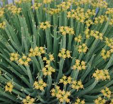 Image result for Euphorbia chevalieri