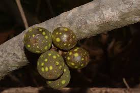 Image result for Ficus ottoniifolia