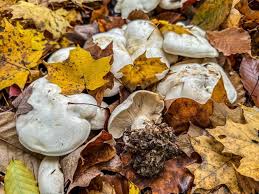 Image result for Clitocybe multiceps
