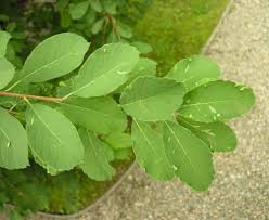 Image result for Exochorda