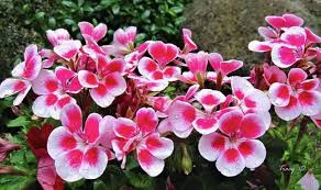 Jenis tanaman hias tanama hias adalah tanaman yang sengaja ditanam untuk dekorasi. 5 Cara Budidaya Tanaman Hias Geranium Untuk Pemula Ilmu Pengetahuan Dasar