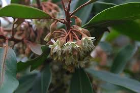 Image result for Mimusops afra