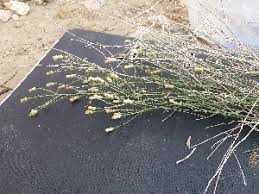 Image result for Launaea rarifolia