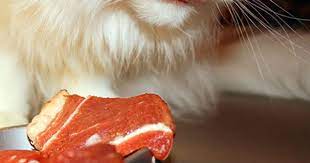 People Foods Cats Can Eat Foods Cats Can Eat People Food Cats Eye Stone