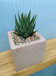 Image result for Haworthia