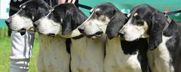 Toutes Les Races De Chiens Qui Commencent Par La Lettre F