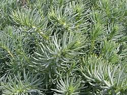 Image result for Suaeda merxmuelleri