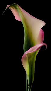 Wallpapers Wallpapers Flowers Photography Amazing Flowers Flower Painting