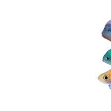 Just keep swimming quote, just keep swimming gif, just keep swimming, just keep swimming vintage, dory, nemo, finding nemo, finding dory, ocean, fish, happy, pixar. Swimming Cartoon Fish Gif