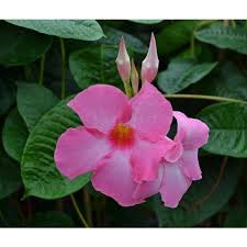 Mandevilla amabilis alice dupont common name: Mandevilla Alice Du Pont Palma Verde Exoten V O F