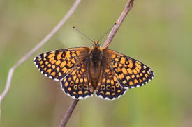 Image result for Melitaea cinxia