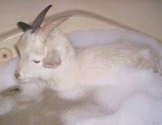 It is because of the playfulness of the goat and that mischievous characteristic, two of. Baby Goat Having A Bubble Bath Cute Animals Baby Goats Goats